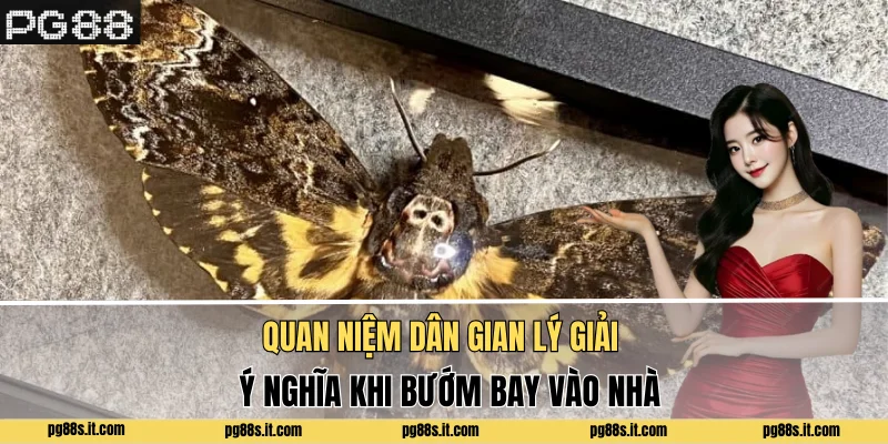 Quan niệm dân gian lý giải ý nghĩa khi bướm bay vào nhà