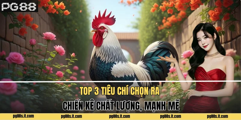 Top 3 tiêu chí chọn ra chiến kê chất lượng, mạnh mẽ